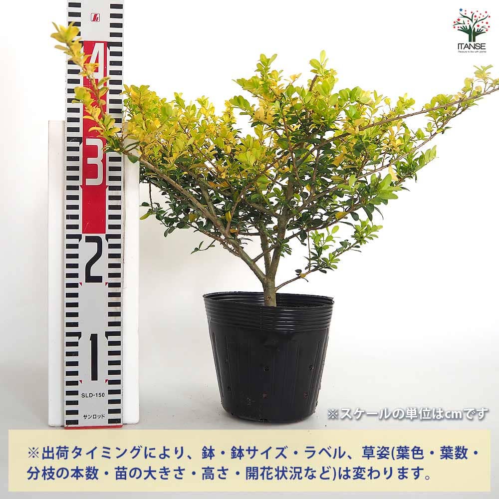 【送料無料】 イヌツゲ ゴールデンジェム 【 花木苗 5号／1個売り 】 グランドカバ...