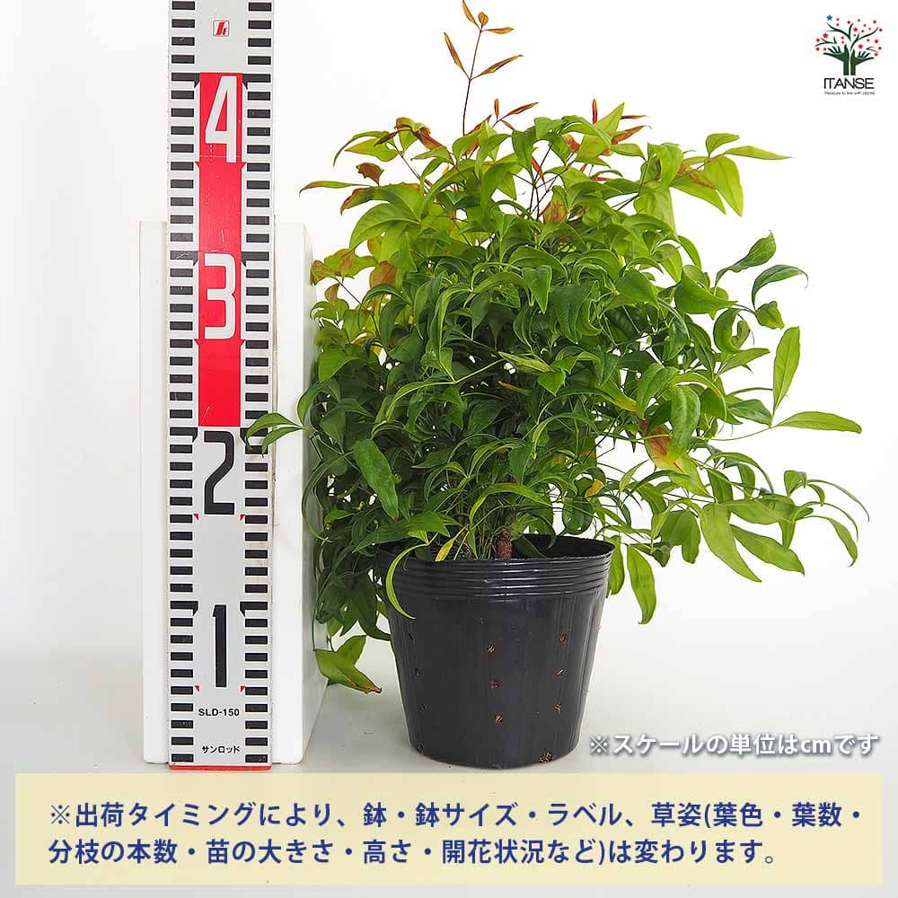【送料無料】 オタフク南天 【 庭木 5号／1個売り 】 花木 花木の苗 花苗 お多福 ...