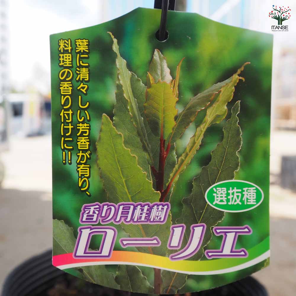 【送料無料】 香り月桂樹 【 花木苗 6号／1個売り 】 ローリエ ローレル 植木 ハー...