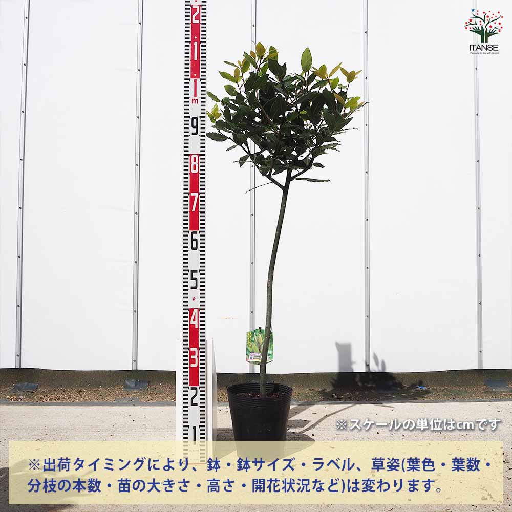 【送料無料】 香り月桂樹 【 花木苗 6号／1個売り 】 ローリエ ローレル 植木 ハー...