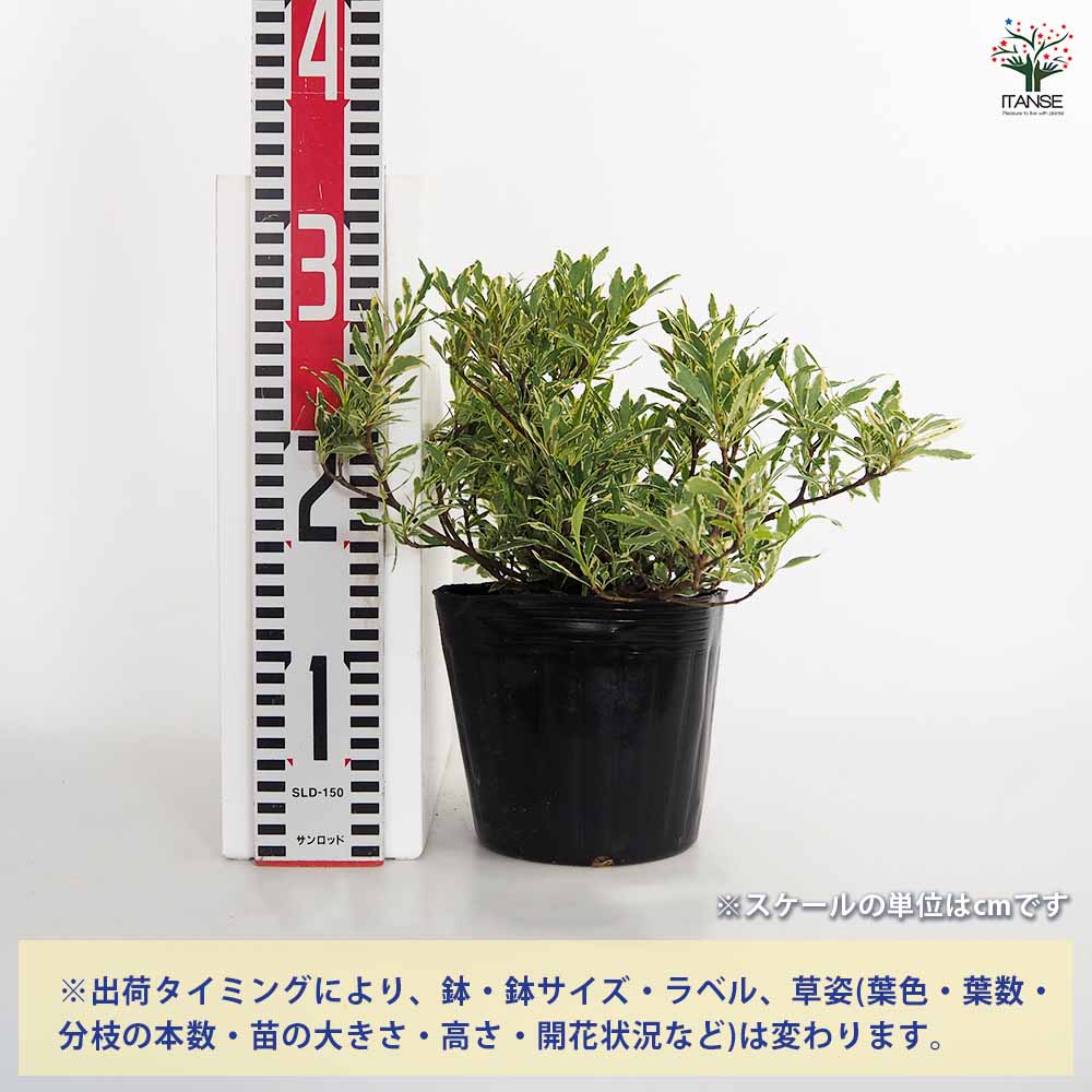 【送料無料】 クチナシ 斑入り姫クチナシ 【 花木苗 5号／1個売り 】 花木 花木の...