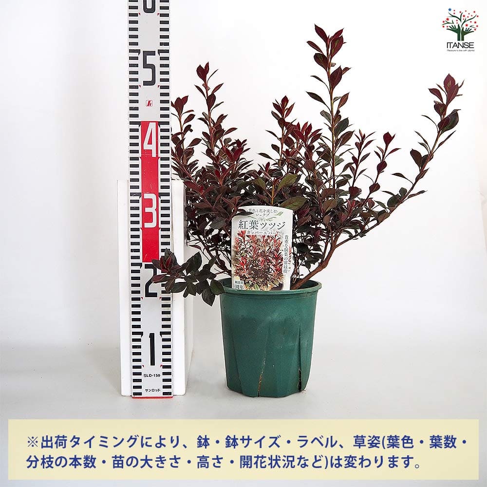 【送料無料】 赤葉ツツジ カッパーエバー 【 庭木 6号／1個売り 】 耐寒性半常緑低...