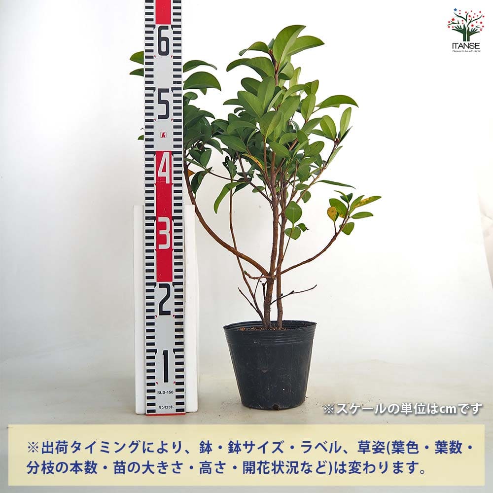 【送料無料】 シャリンバイ 【 花木苗 5号／1個売り 】 シンボルツリー 記念樹 花...