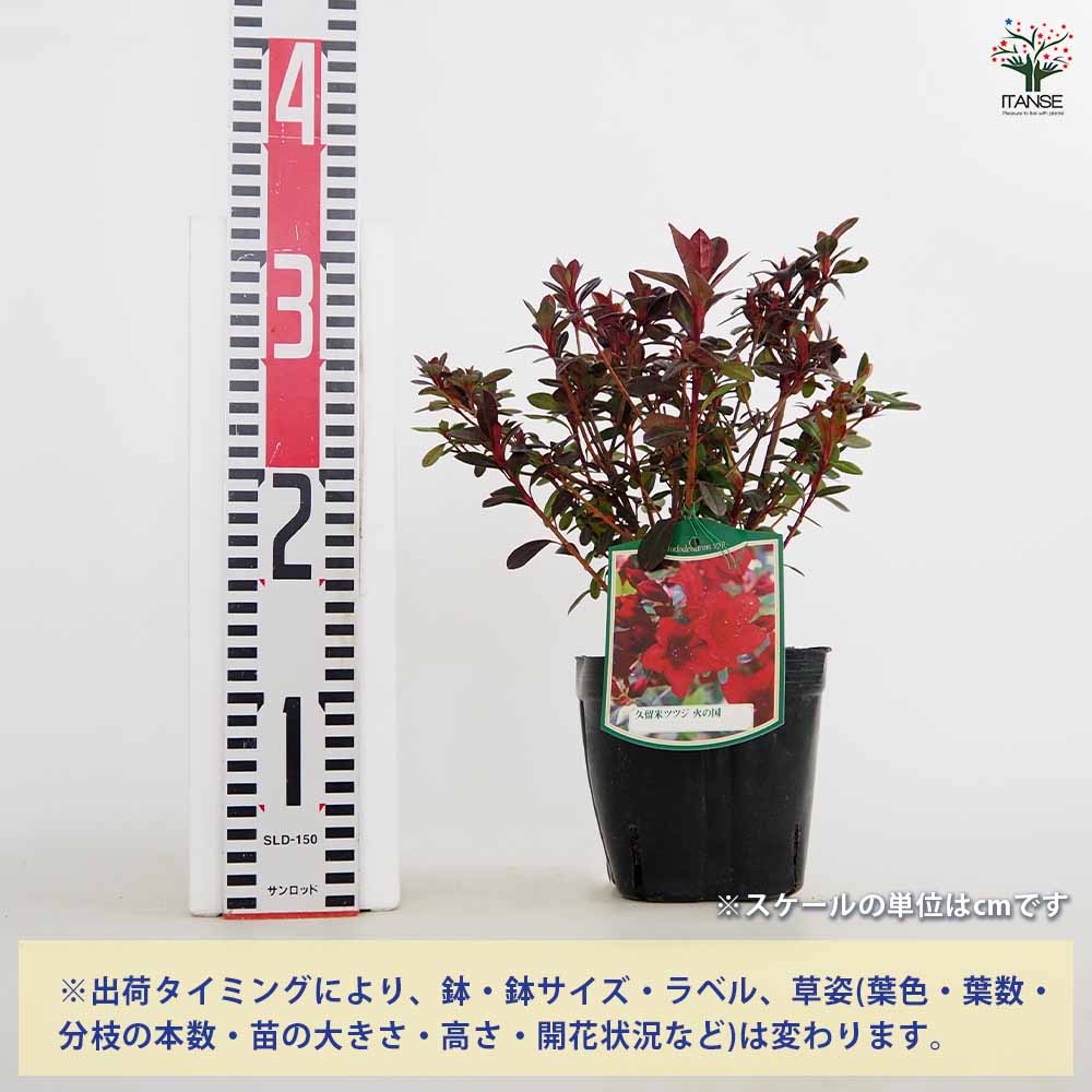 【送料無料】 クルメツツジ(久留米ツツジ) 火の国 【 花木苗 5号 】 花苗 花の苗 ...