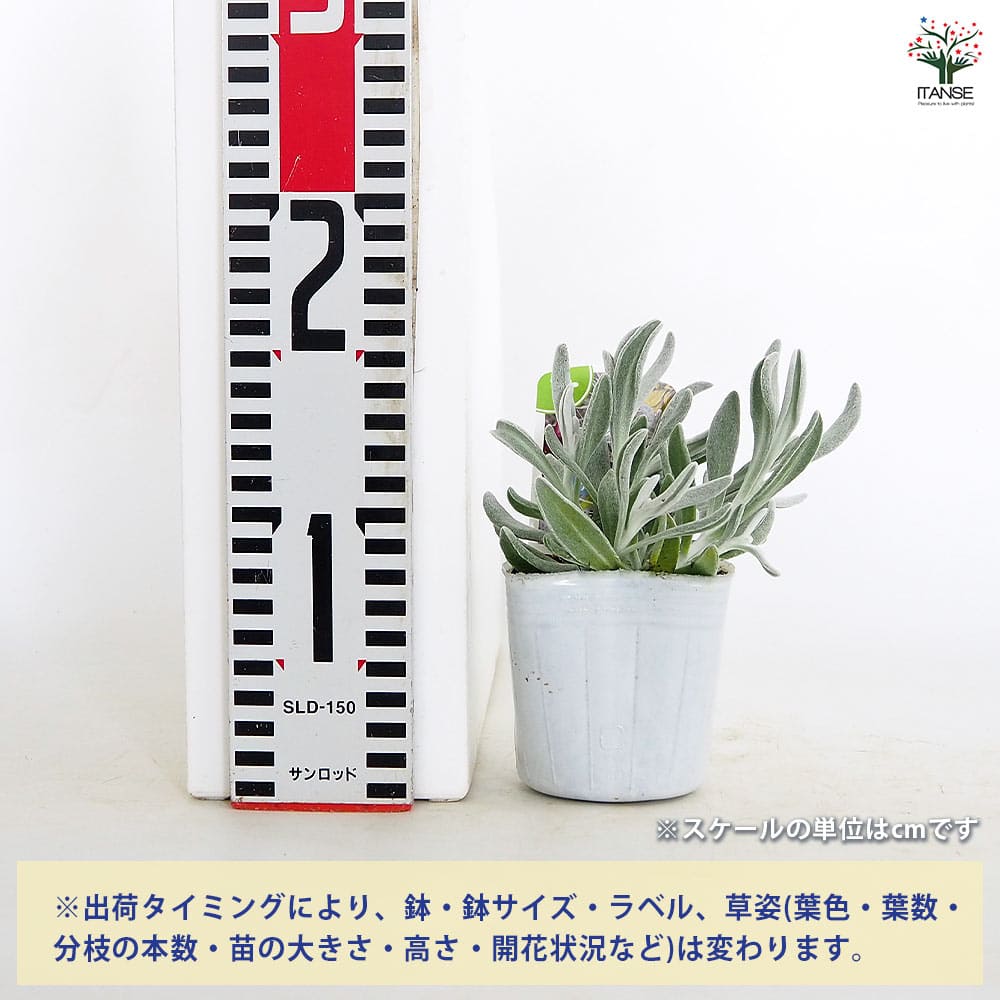【送料無料】 ディデルタ シルバーストランド 【 花苗 3号 】 寄せ植え ハンギング...