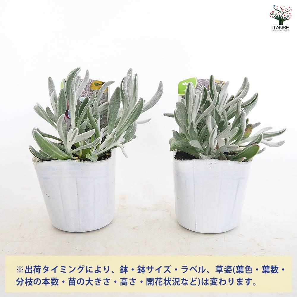 【送料無料】 ディデルタ シルバーストランド 【 花苗 3号 】 寄せ植え ハンギング...