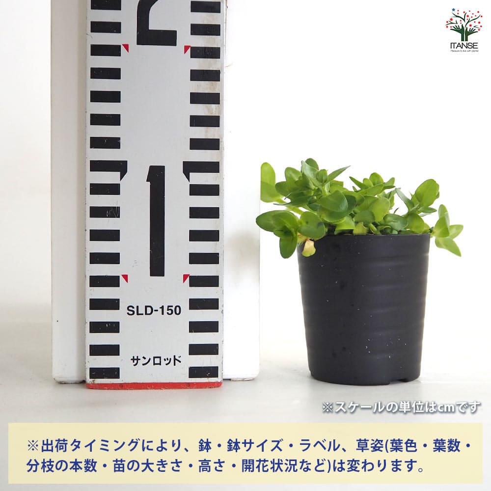 【送料無料】 ウォーターバコパ 【 花苗 2号 】 花苗 花の苗 ステラオオバコ科 ゴ...