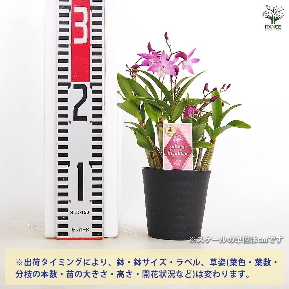 【送料無料】 キンギアナム 品種見計らい 【 花苗 3.5号 】 洋ラン ラン 多年草 オ...
