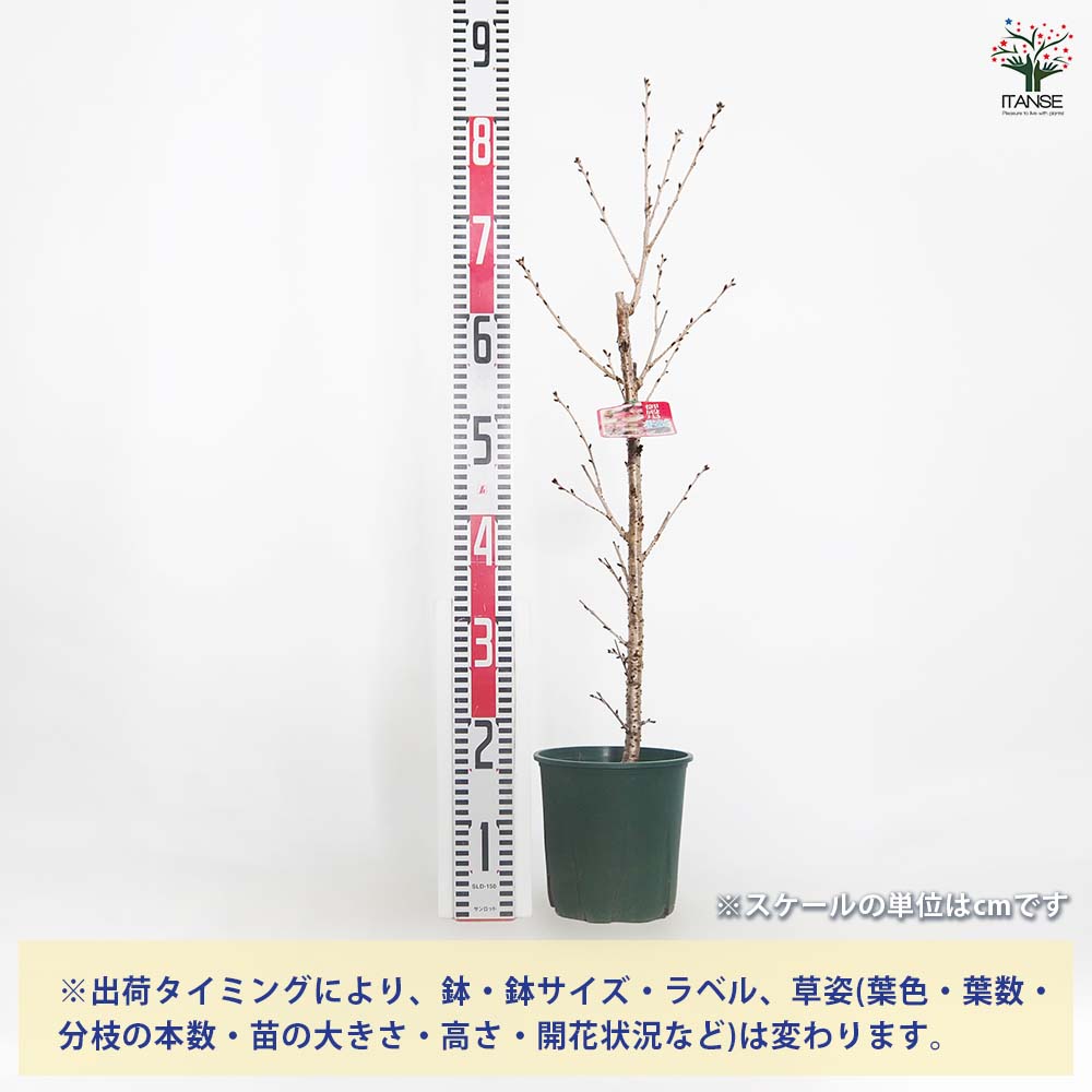 【送料無料】 桜の苗木 御殿場 【 花木苗 6号／1個売り 】 サクラ さくら cherry b...