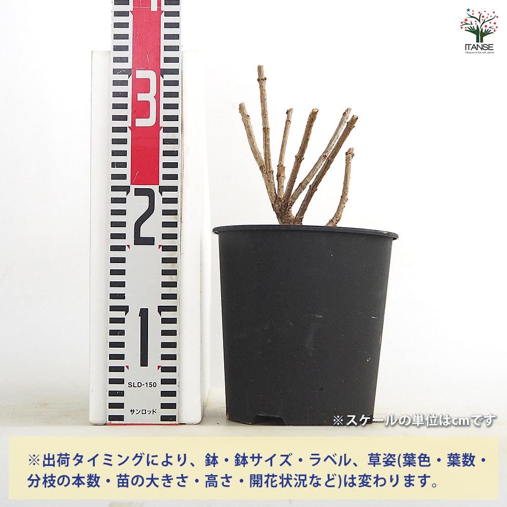 【送料無料】 ピラミッドアジサイ シルバーダラー 【 花木苗 6号／1個売り 】 ピラ...