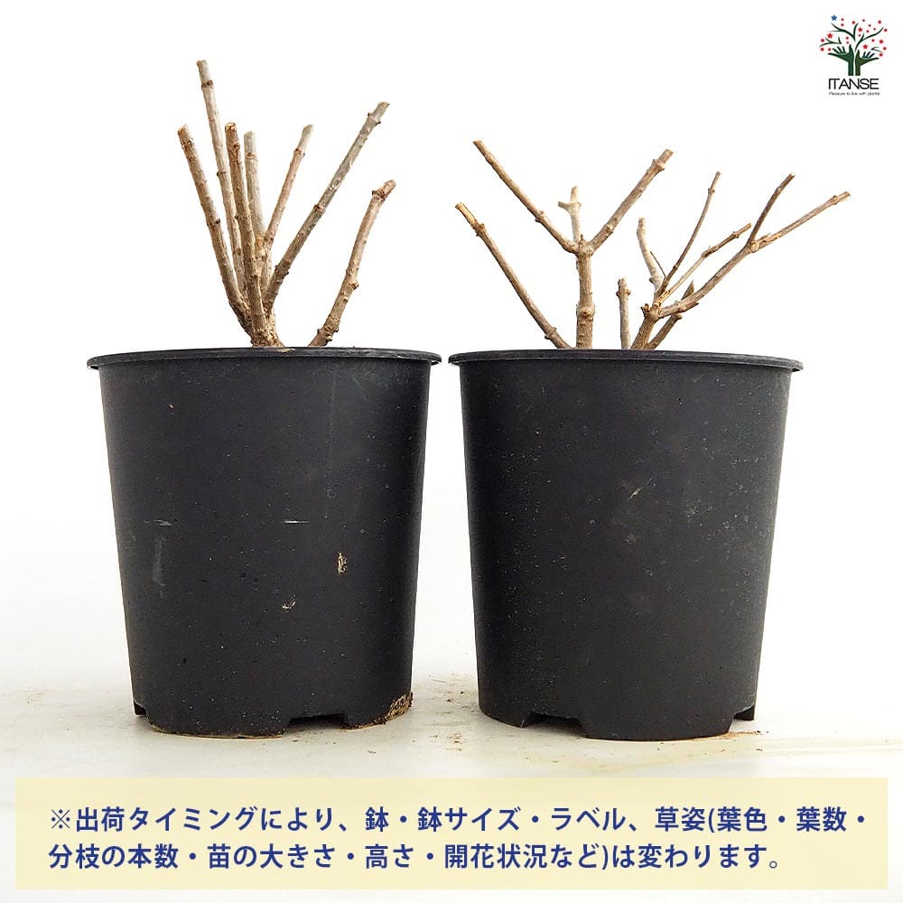 【送料無料】 ピラミッドアジサイ シルバーダラー 【 花木苗 6号／1個売り 】 ピラ...