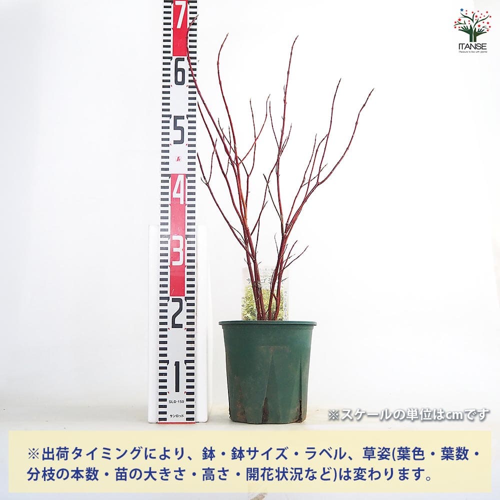 【送料無料】 サンゴミズキ エレガンテシマ(紅枝白斑) 【 花木苗 6号／1個売り 】 ...