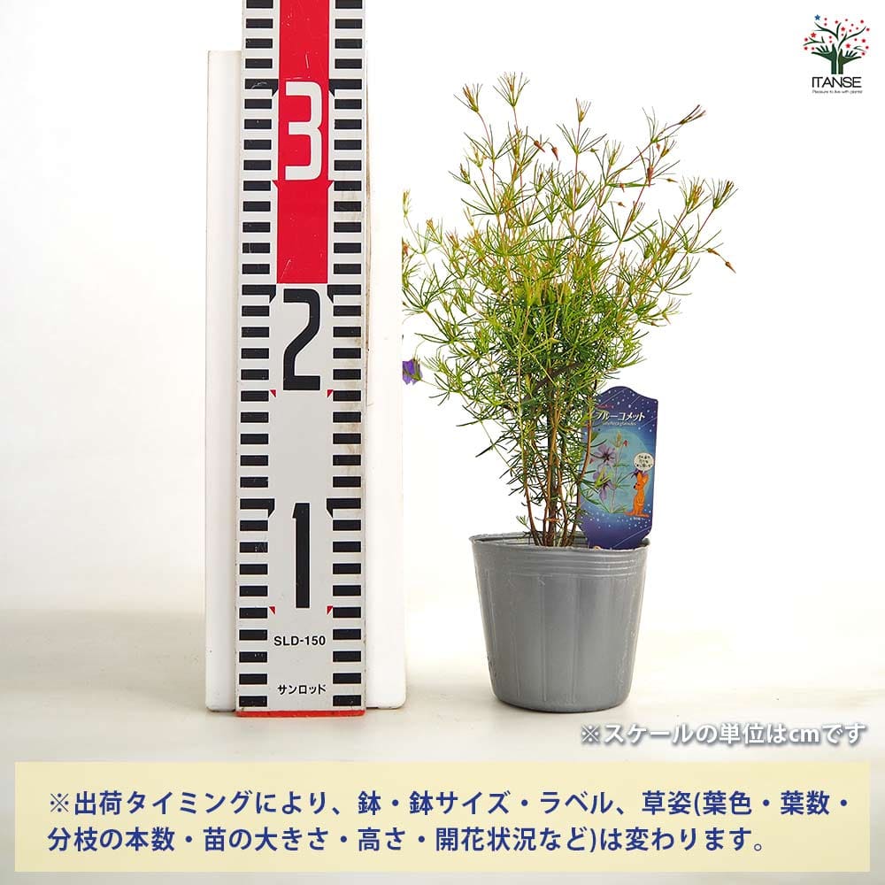 【送料無料】 プラティセカ ブルーコメット 【 花木苗 3号 】 花木苗 花木の苗 プ...