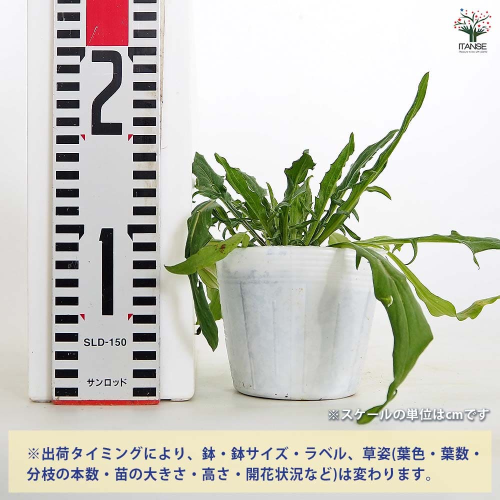 【送料無料】 セントーレア クラシックロマンティック 【 花苗 3.5号 】 花苗 花の...