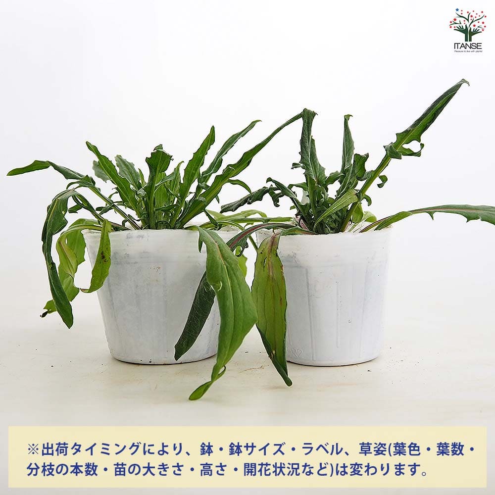 【送料無料】 セントーレア クラシックロマンティック 【 花苗 3.5号 】 花苗 花の...