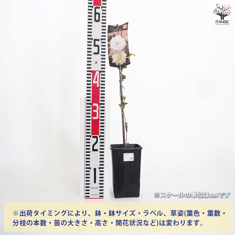 【送料無料】 クレマチス 庭のよろこび 【 花苗 4号／1個売り 】 花の苗 花木の苗 ...