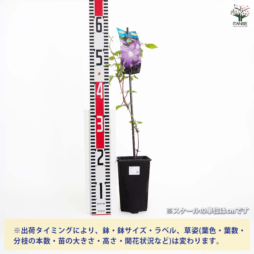 【送料無料】 クレマチス ウィズリー 【 花苗 4号／1個売り 】 花の苗 花木の苗 花...