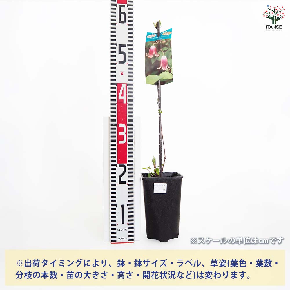 【送料無料】 クレマチス ハンショウヅル(ジャポニカ) 【 花苗 4号／1個売り 】 花...