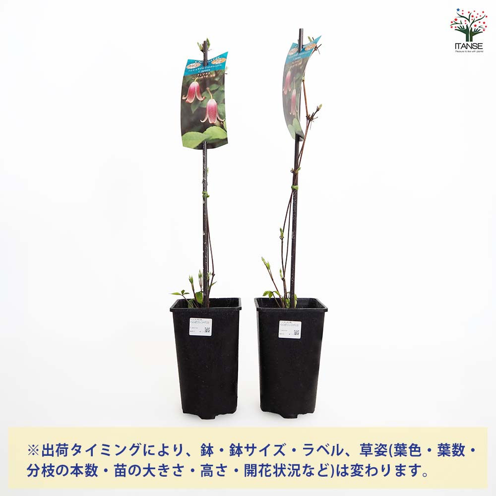 【送料無料】 クレマチス ハンショウヅル(ジャポニカ) 【 花苗 4号／1個売り 】 花...