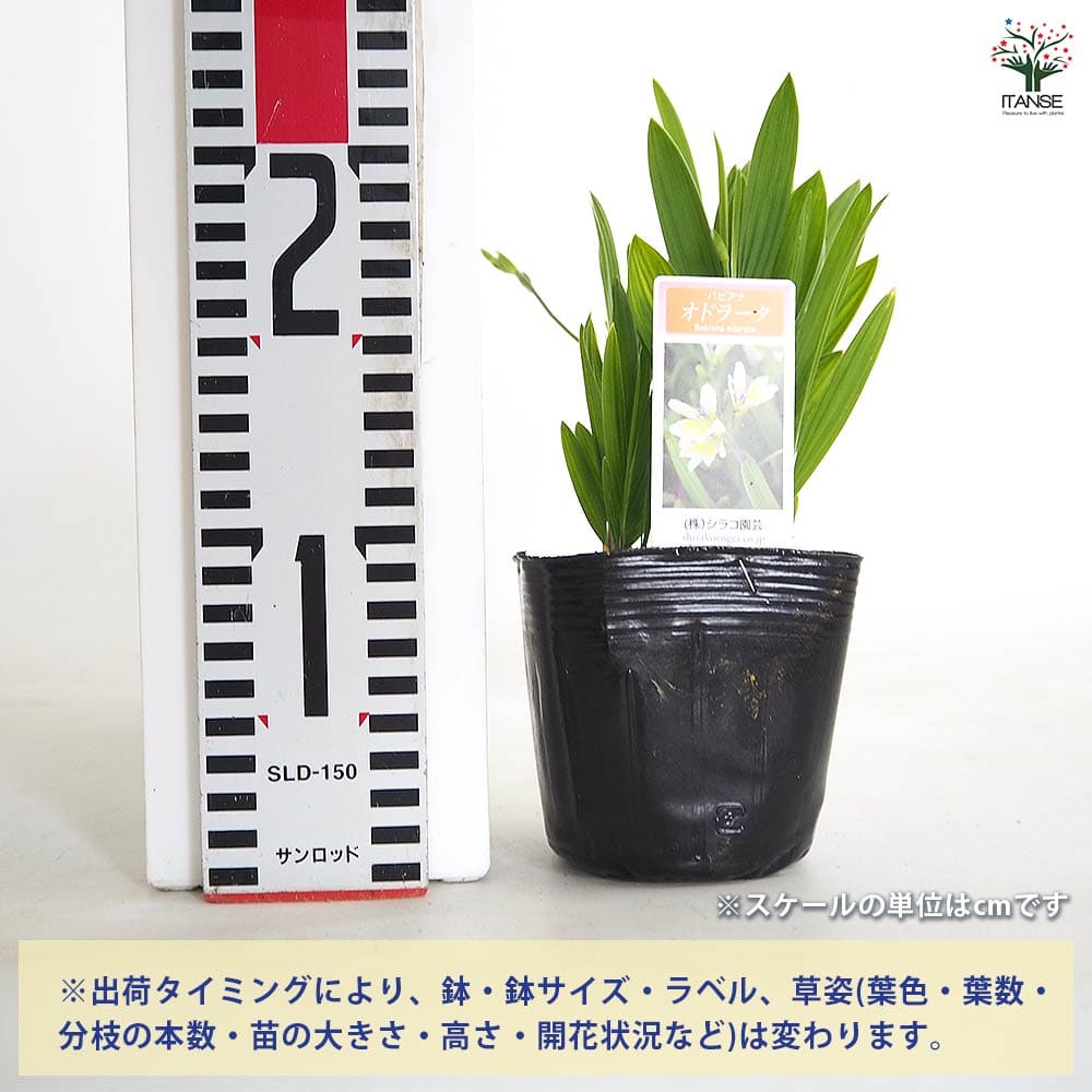 【送料無料】 バビアナ オドラータ 【 花苗 3.5号 】 花苗 お花の苗 花 生け花 切...