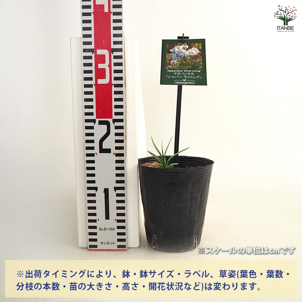【送料無料】 アガパンサス シルバーライニング 【 花苗 4号／1個売り 】 花の苗 ...