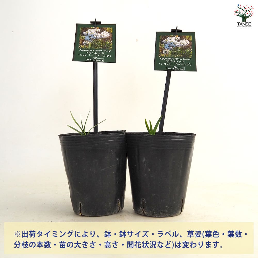 【送料無料】 アガパンサス シルバーライニング 【 花苗 4号／1個売り 】 花の苗 ...