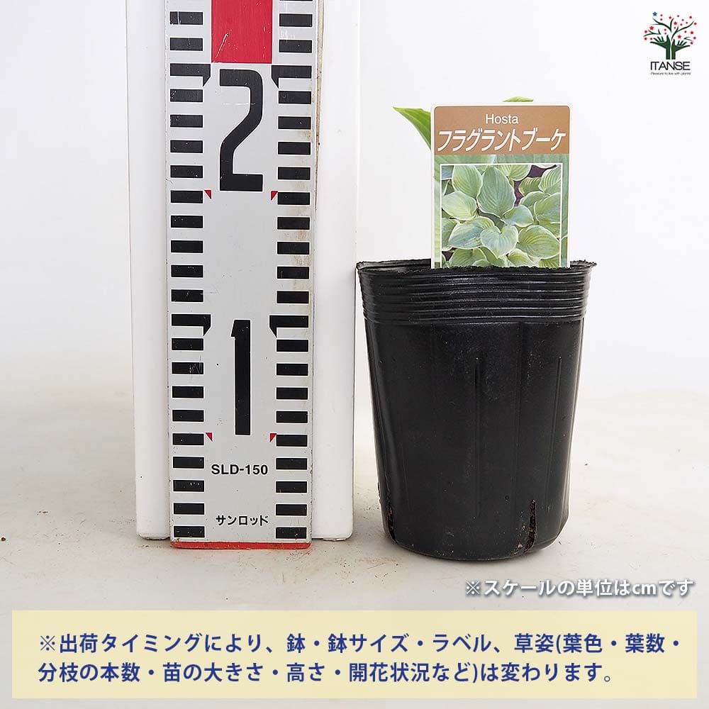 【送料無料】 ホスタ フラグラントブーケ 【 花苗 3.5号 】 ギボウシ 擬宝珠 シェ...