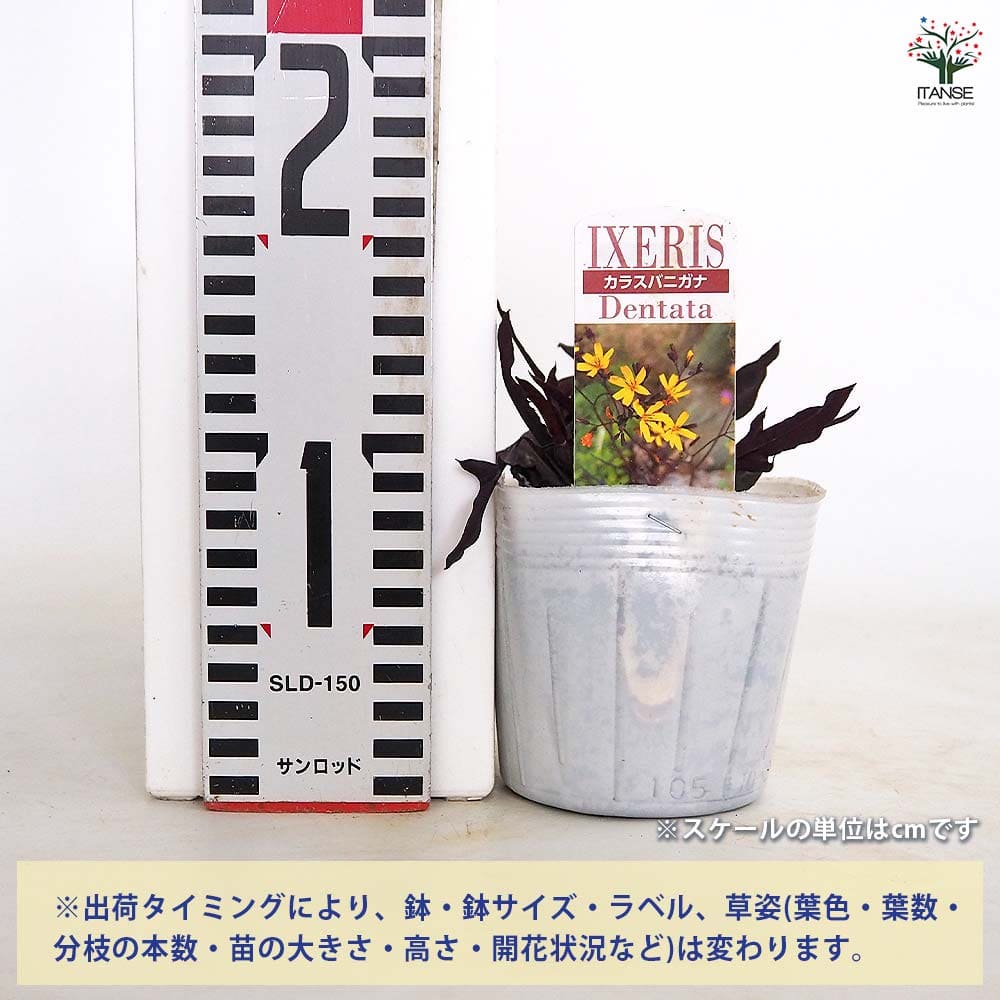 【送料無料】 カラスバニガナ(黒葉ニガナ) 【 花苗 3.5号 】 カラスバニガナ 黒葉...