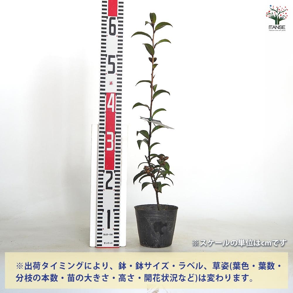【送料無料】 椿(ツバキ)の苗木 黒椿 ナイトライダー 【 花木苗 4号／1個売り 】 ...