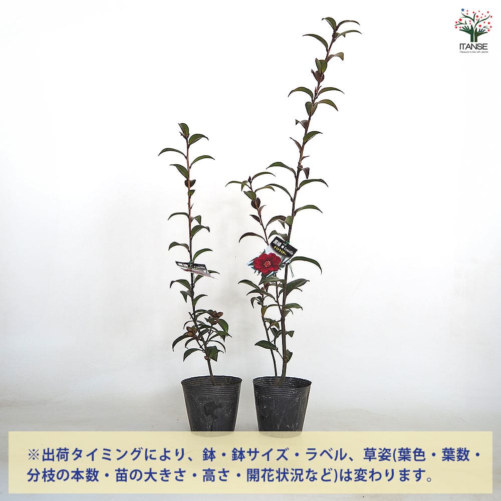【送料無料】 椿(ツバキ)の苗木 黒椿 ナイトライダー 【 花木苗 4号／1個売り 】 ...