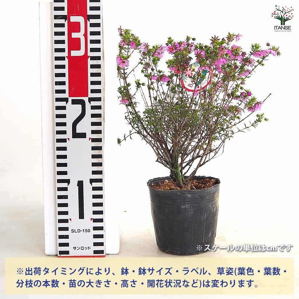【送料無料】 愛のかんざし 【 花木苗 3.5...の紹介画像2
