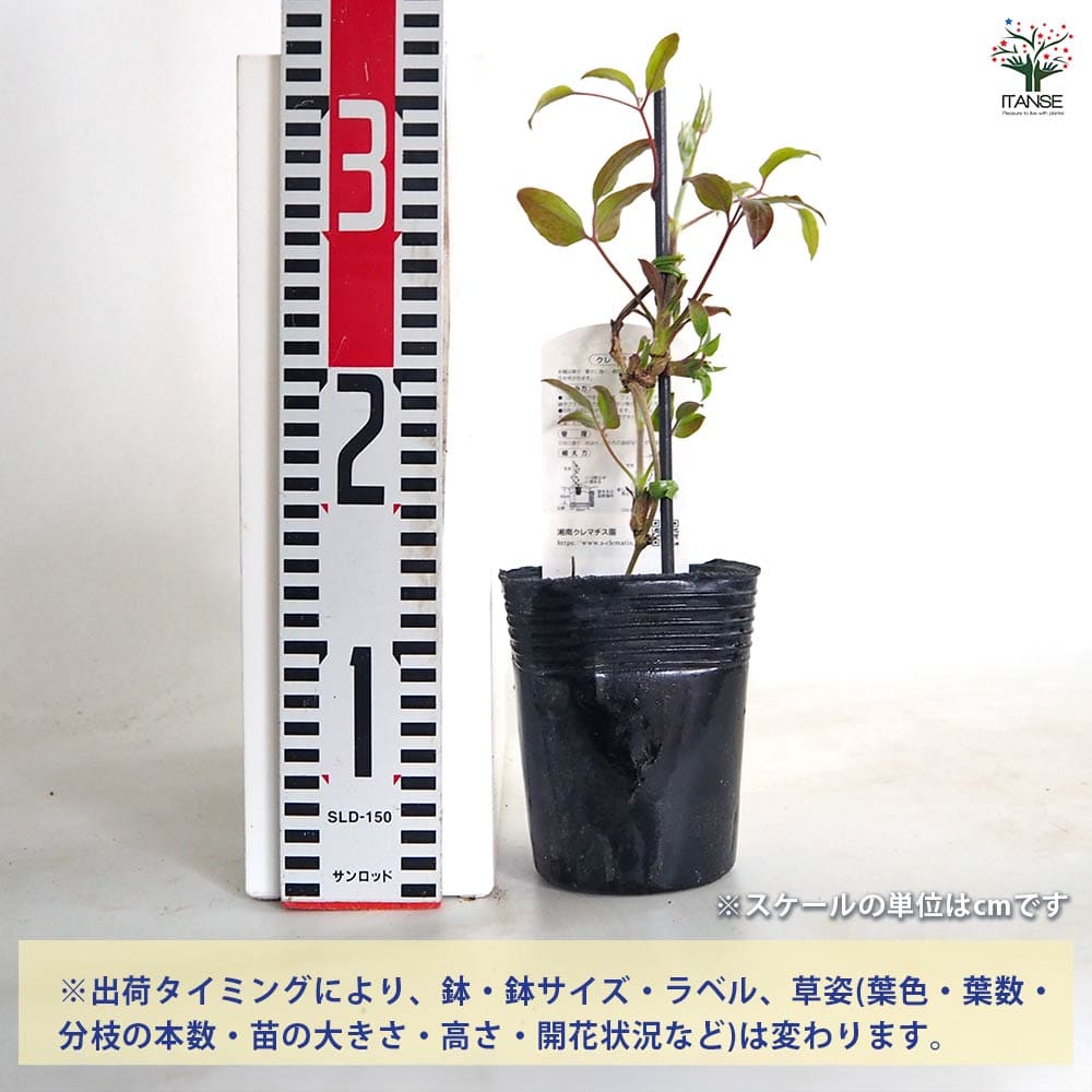 【送料無料】 クレマチス あさみぞ 【 花苗 3.5号／1個売り 】 花の苗 花木の苗 花...