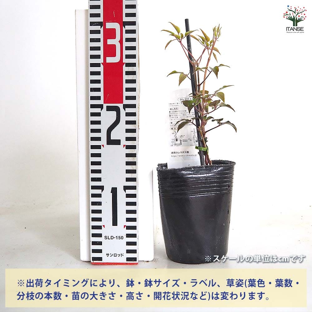 【送料無料】 クレマチス 美佐世 【 花苗 3.5号／1個売り 】 花の苗 花木の苗 花木...