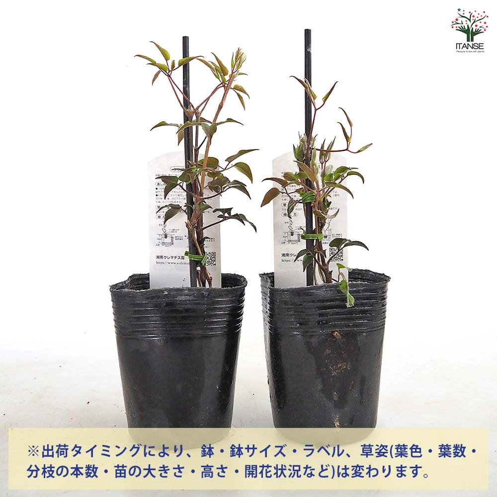 【送料無料】 クレマチス 美佐世 【 花苗 3.5号／1個売り 】 花の苗 花木の苗 花木...