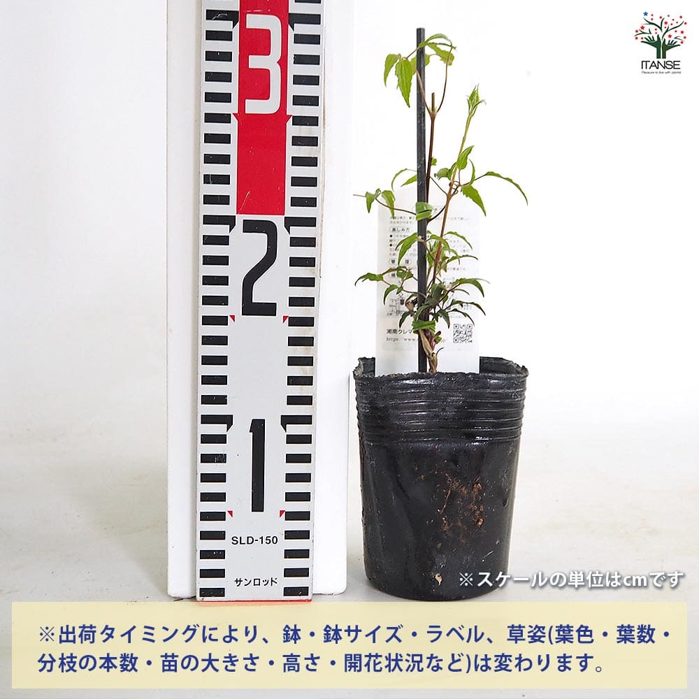 【送料無料】 クレマチス 昇龍 【 花苗 3.5号／1個売り 】 花の苗 花木の苗 花木 ...