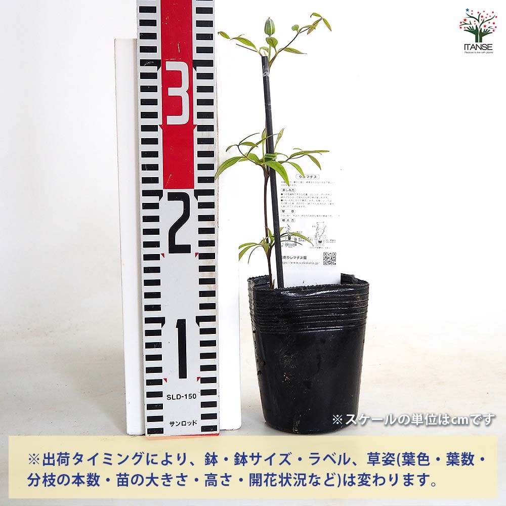 【送料無料】 クレマチス はるひ野 【 花苗 3.5号／1個売り 】 花の苗 花木の苗 花...