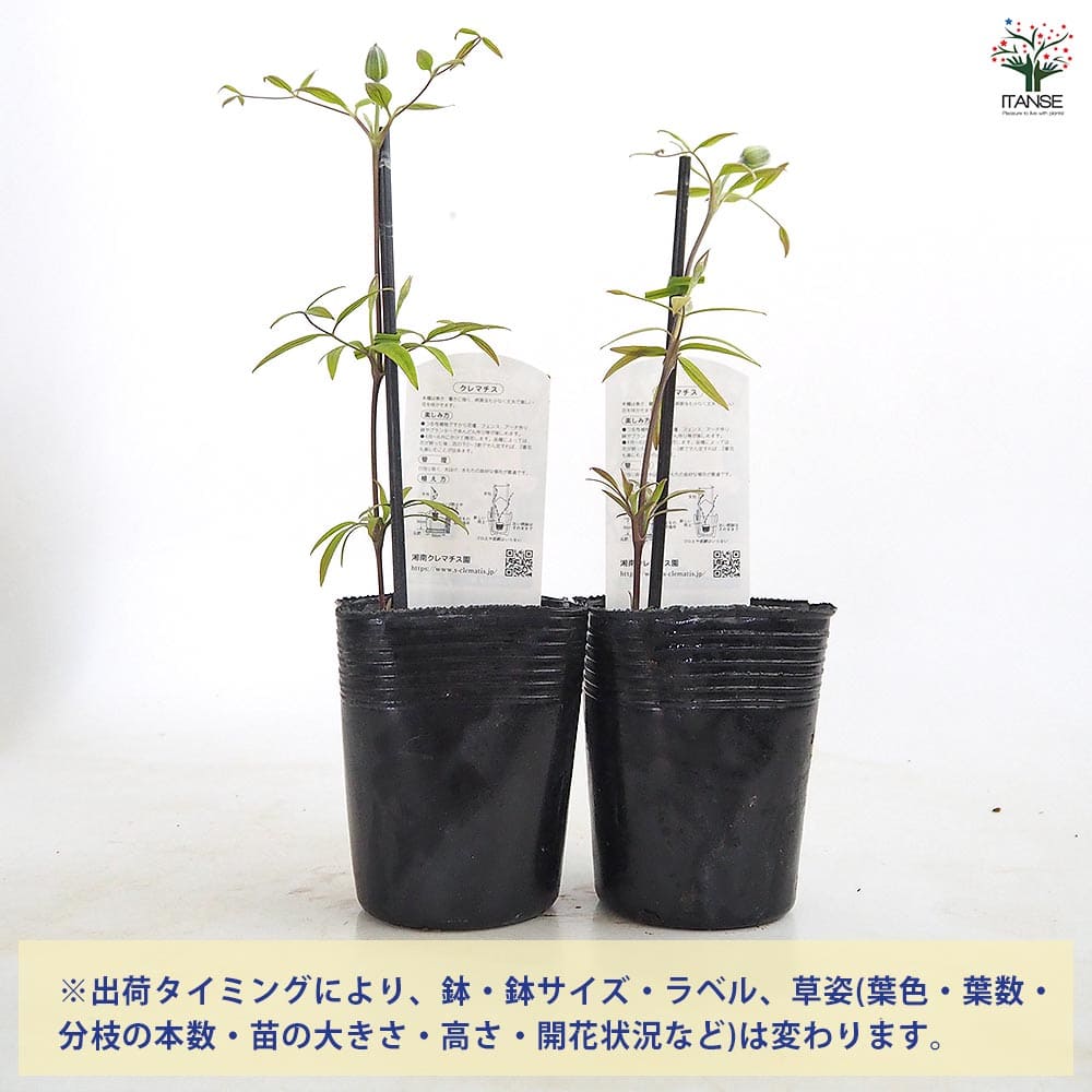 【送料無料】 クレマチス はるひ野 【 花苗 3.5号／1個売り 】 花の苗 花木の苗 花...