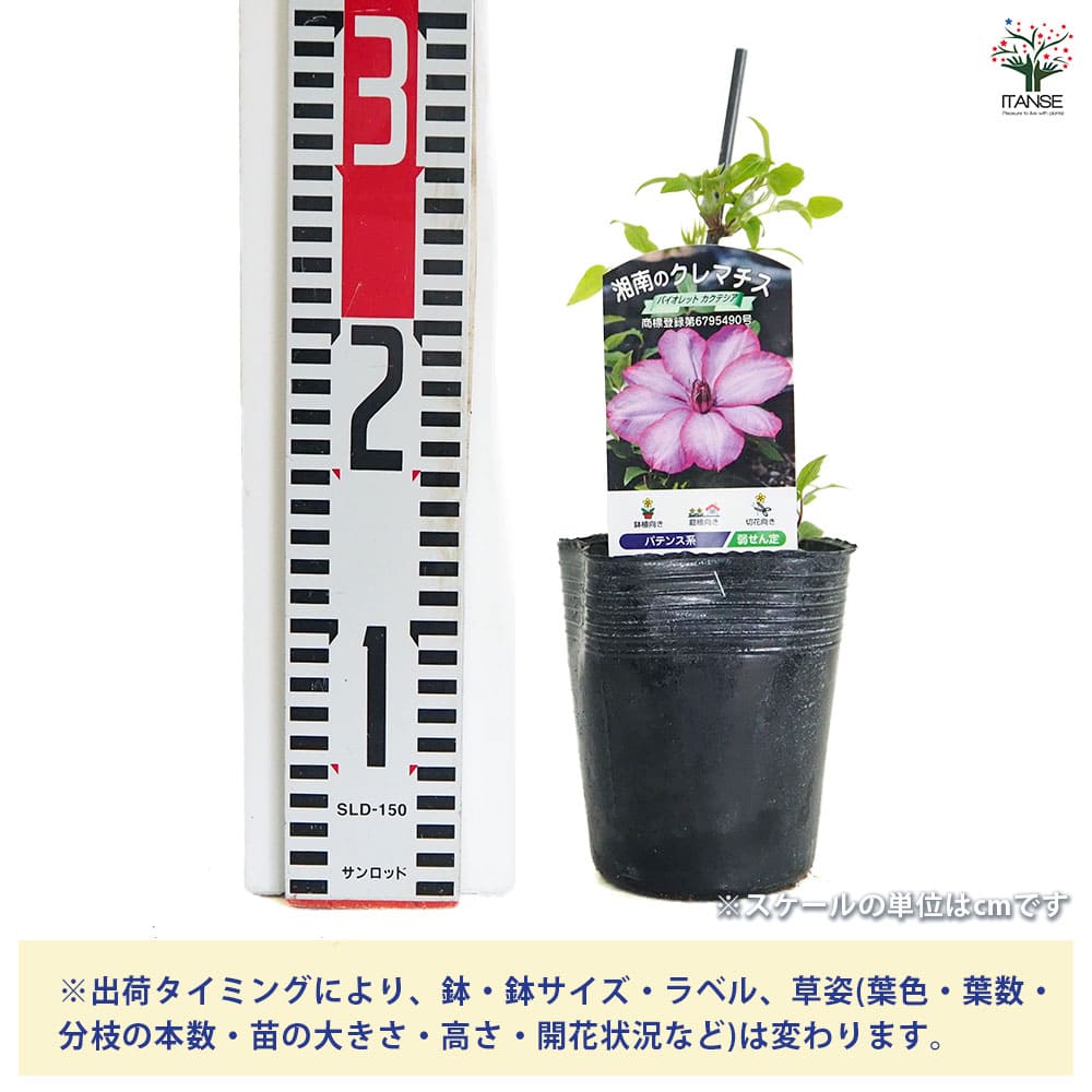 【送料無料】 クレマチス バイオレットカクテシア 【 花苗 3.5号／1個売り 】 花の...