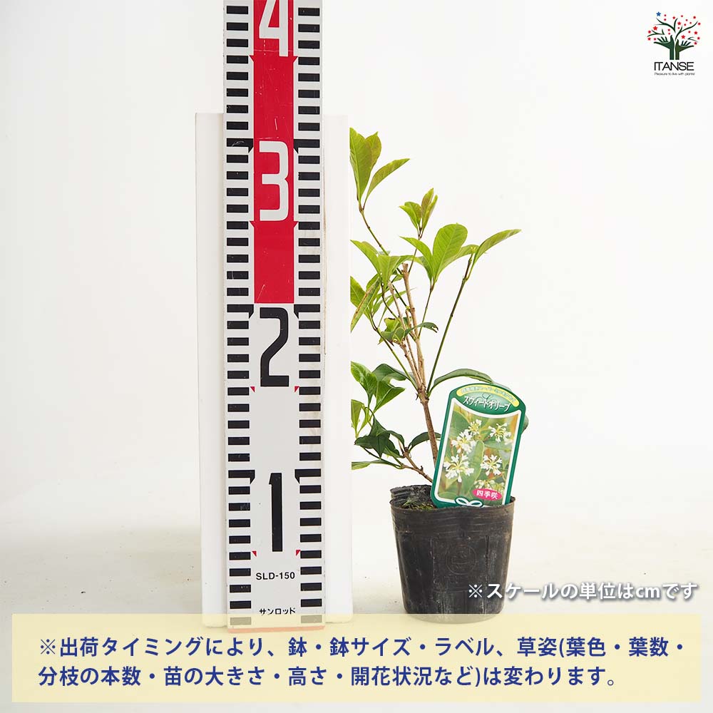 【送料無料】 スウィートオリーブ(モクセイ) 【 花木苗 3号 】 モクセイ シンボル...