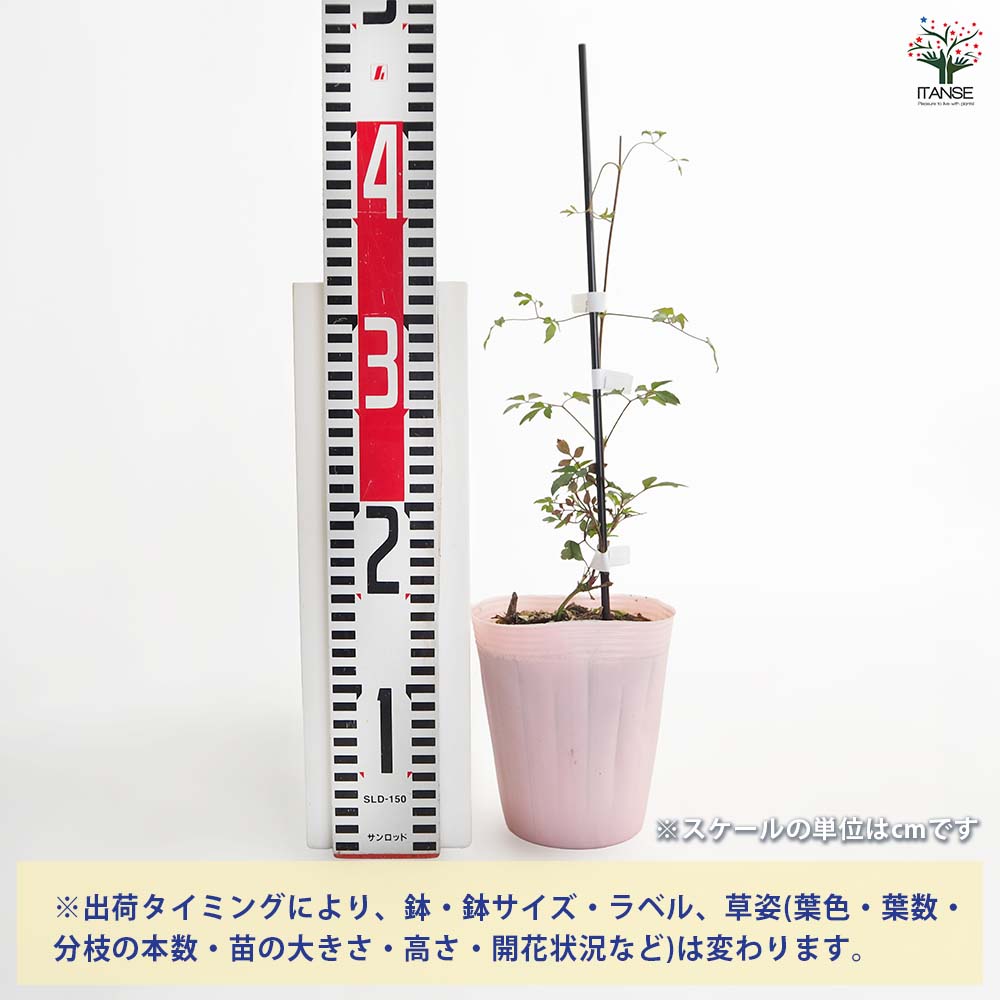 【送料無料】 クレマチス カシス 【 花苗 4号／1個売り 】 花の苗 花木の苗 花木 ...