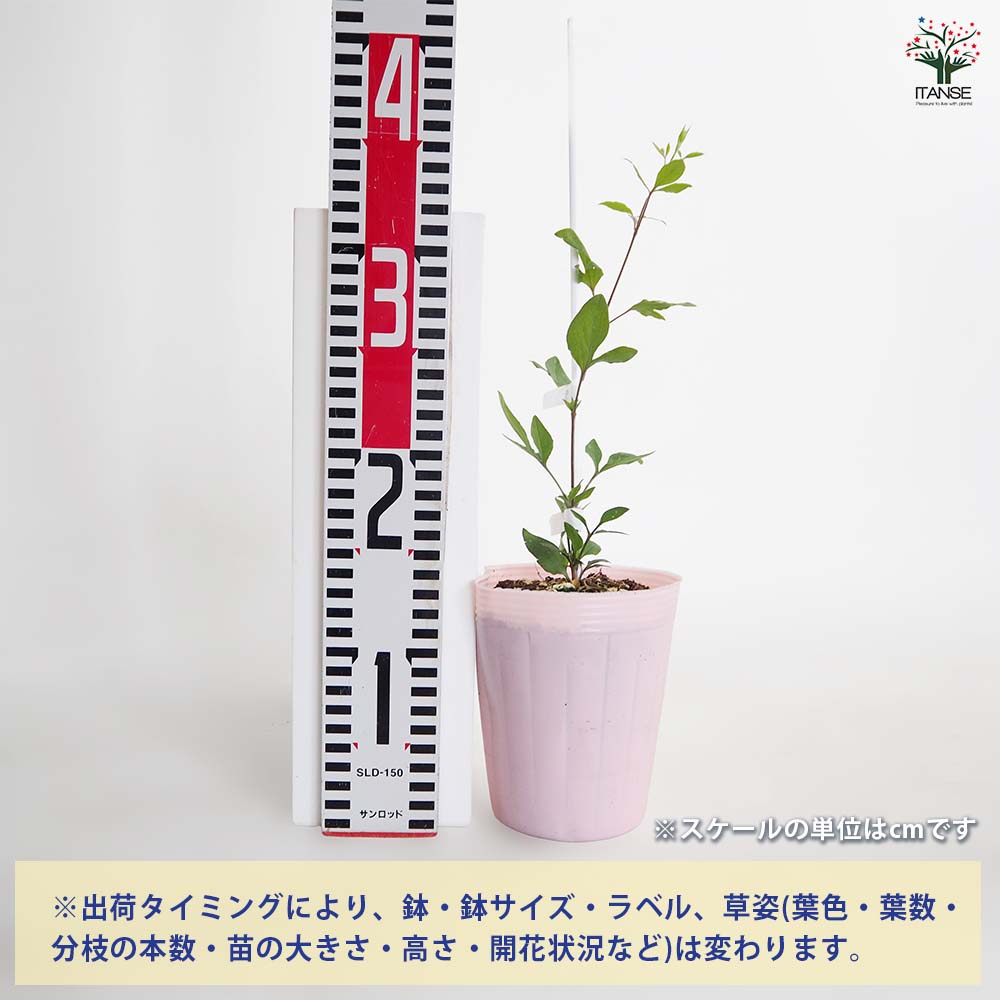 【送料無料】 クレマチス 龍安 【 花苗 4号／1個売り 】 花の苗 花木の苗 花木 風...