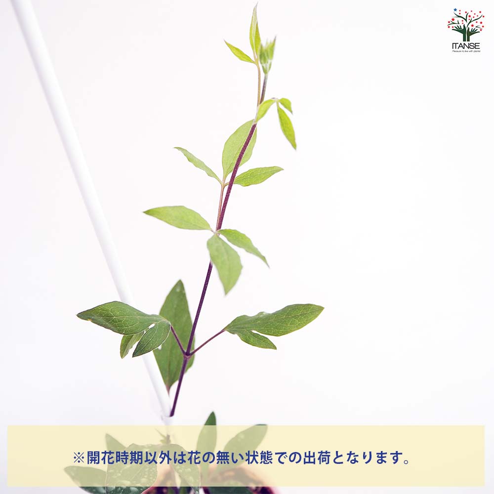【送料無料】 クレマチス 龍安 【 花苗 4号／1個売り 】 花の苗 花木の苗 花木 風...