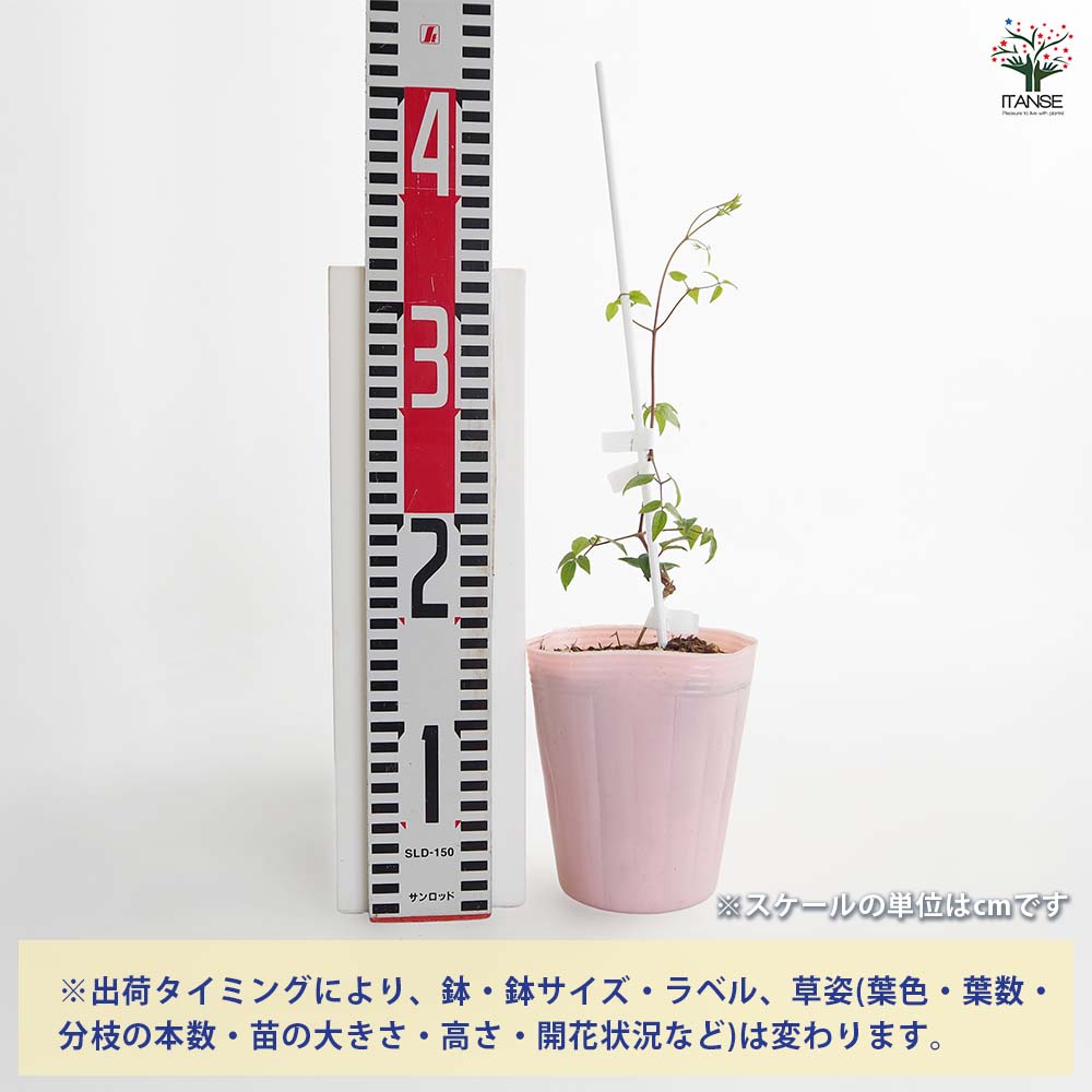 【送料無料】 クレマチス まな 【 花苗 4号／1個売り 】 花の苗 花木の苗 花木 風...