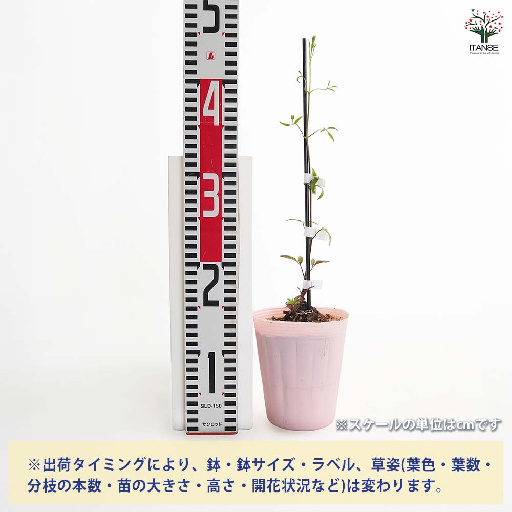 【送料無料】 クレマチス H Fヤング 【 花苗 4号／1個売り 】 花の苗 花木の苗 花...