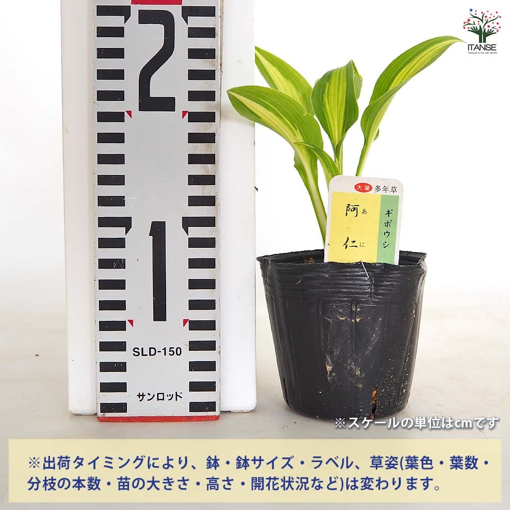 【送料無料】 ホスタ(ギボウシ) 阿仁 【 花木苗 3号 】 花苗 宿根草 庭園 草花 擬...