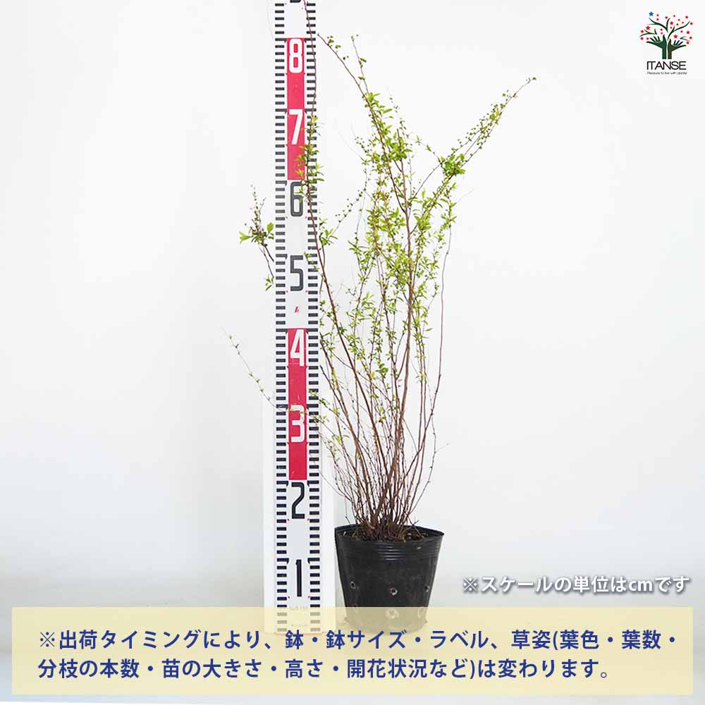 【送料無料】 ユキヤナギ 【 花木苗 5号／1個売り 】 落葉 低木 初心者 育てやすい...