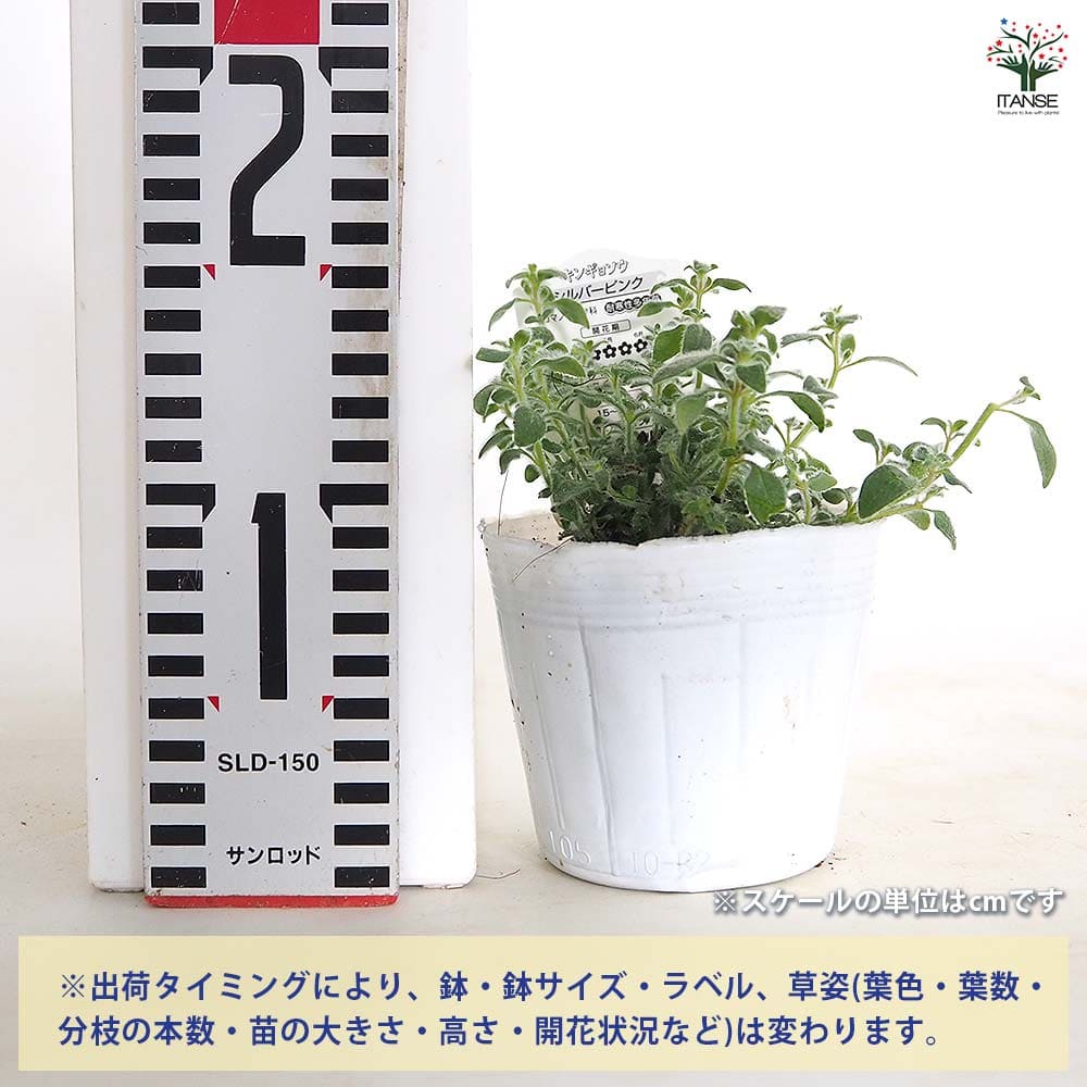【送料無料】 キンギョソウ(金魚草) シルバーピンク 【 花苗 3.5号 】 花苗 花の苗...
