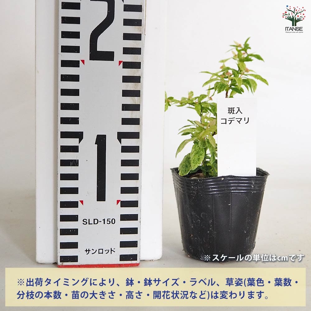 【送料無料】 コデマリ 斑入り 【 花木苗 2.5号 】 小手毬 手毬花 テマリバナ 鈴掛...