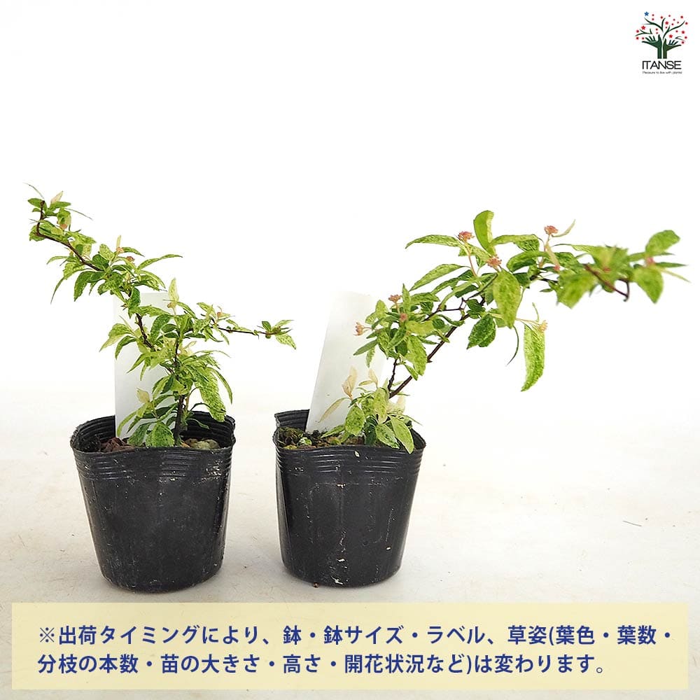 【送料無料】 コデマリ 斑入り 【 花木苗 2.5号 】 小手毬 手毬花 テマリバナ 鈴掛...