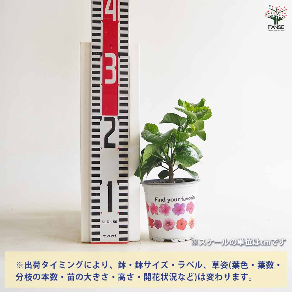 植物販売のITANSE楽天市場店の【送料無料】 ハイビスカス 品種見計らい 【 花苗 3号 】 ハワイアン Hibiscus アロハ アロアロ 仏桑花 熱帯花木 苗 苗木 花の苗 庭植え｜アングル2
